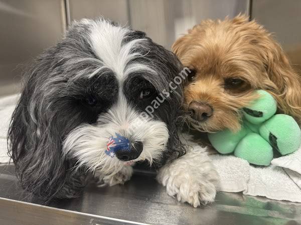 Nepean Animal Hospital