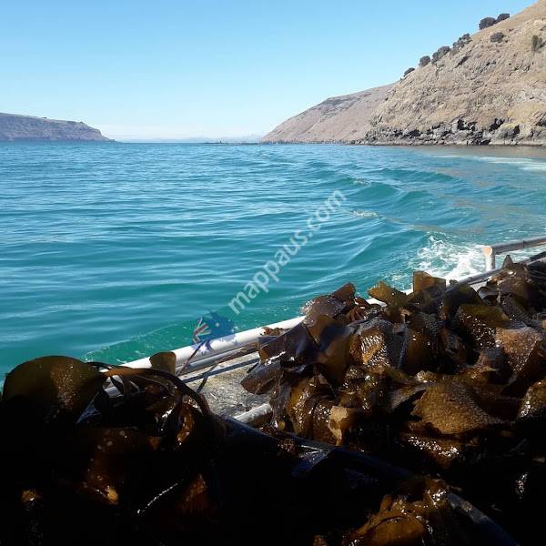 NZ Kelp