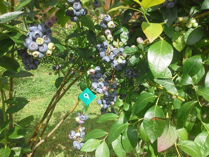 Owhango Blueberries