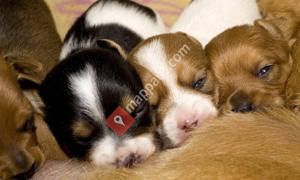 Parap Veterinary Hospital