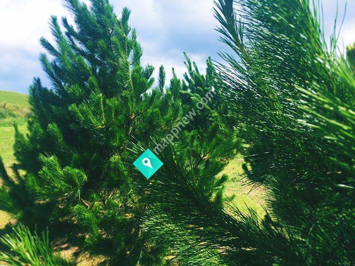 Pine Hills Taranaki - Christmas Tree Farm