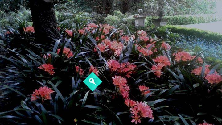 Piwakawaka Gardens