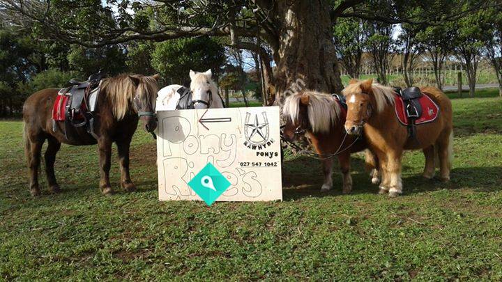 PONY RIDES