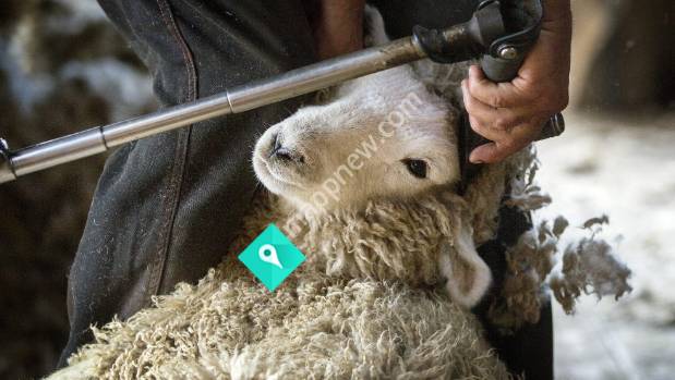 Rangi Shearing