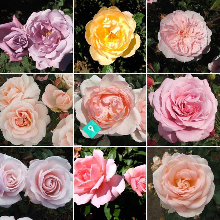 Rangiwahia Home and Garden Club - est 1974