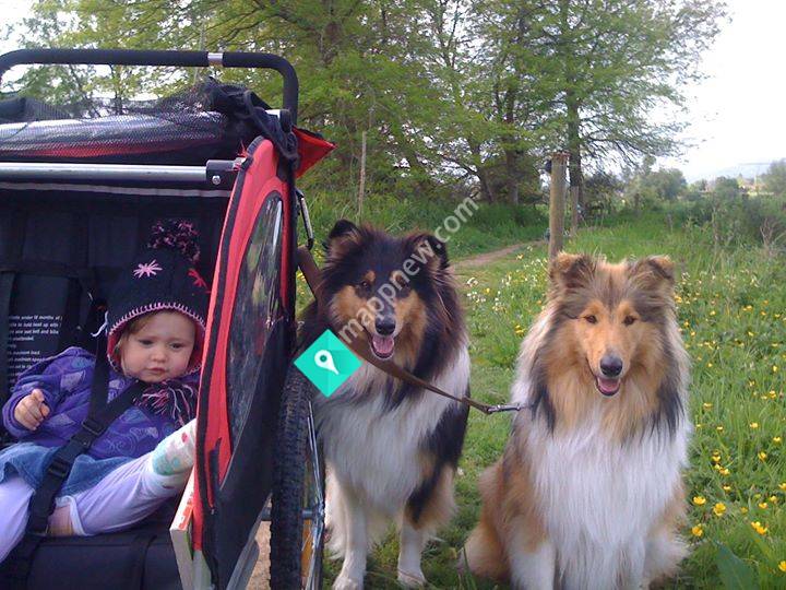 Rivendell Rough Collies
