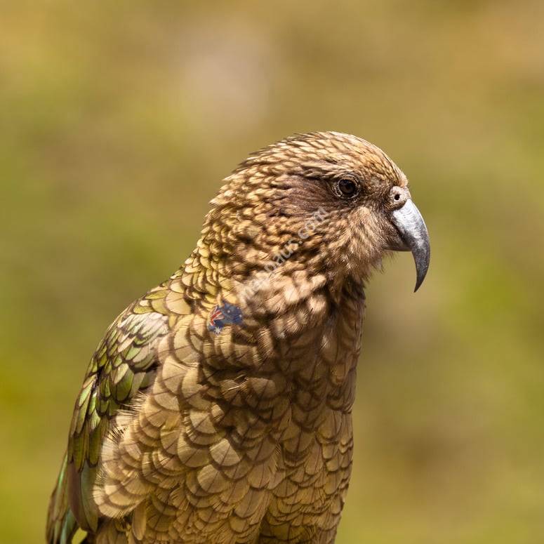 Roaming Guides New Zealand