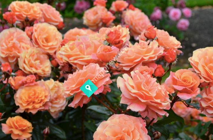 Rob Somerfield Roses