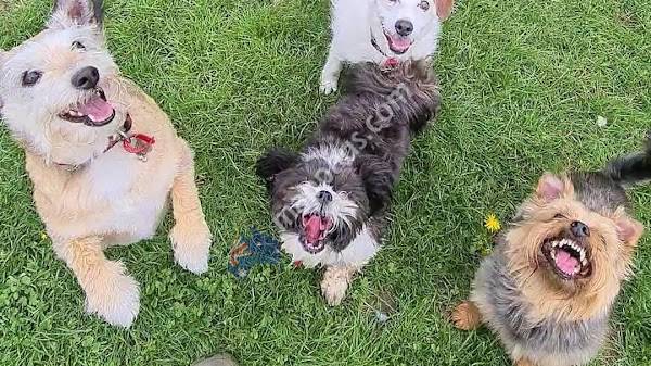 Rocky & Co. Pet Care