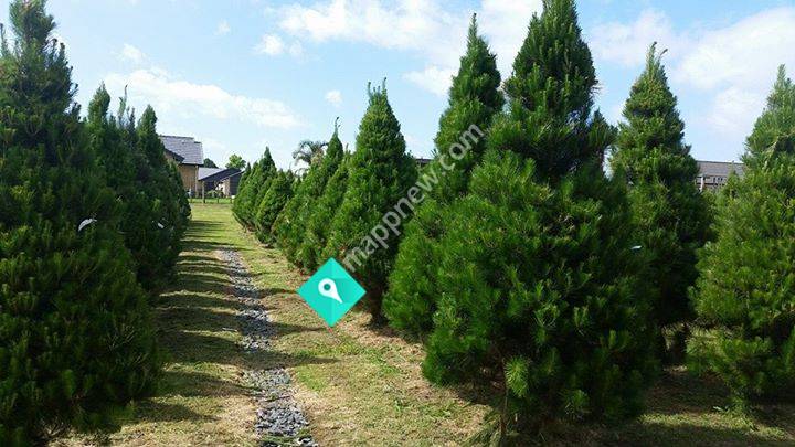 Santa's Pick Christmas Tree Farm