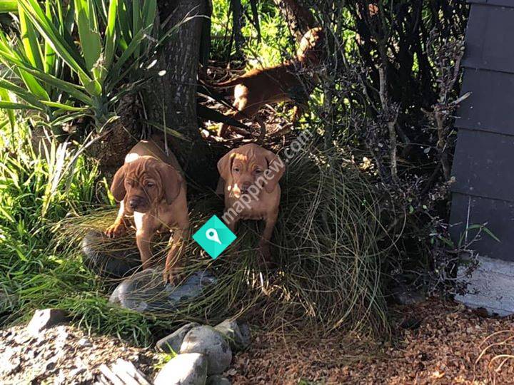 Santoft Kennels