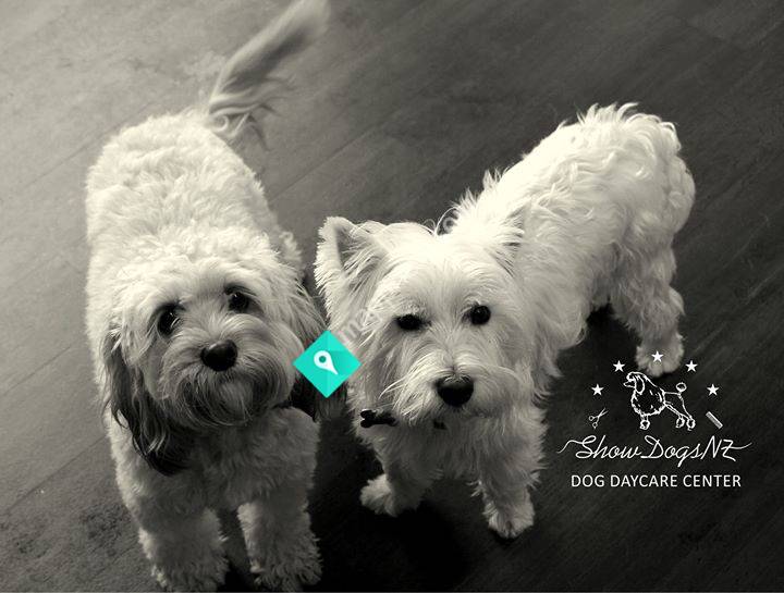 Showdogs NZ Dog Daycare