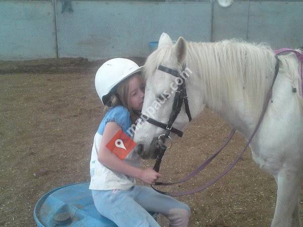 Showgrounds Equestrian Centre