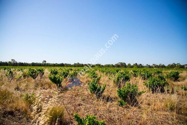 Swan Valley Wines