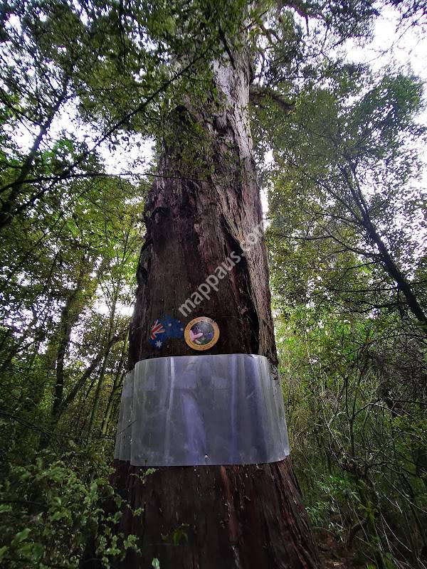 Talbot Forest Scenic Reserve