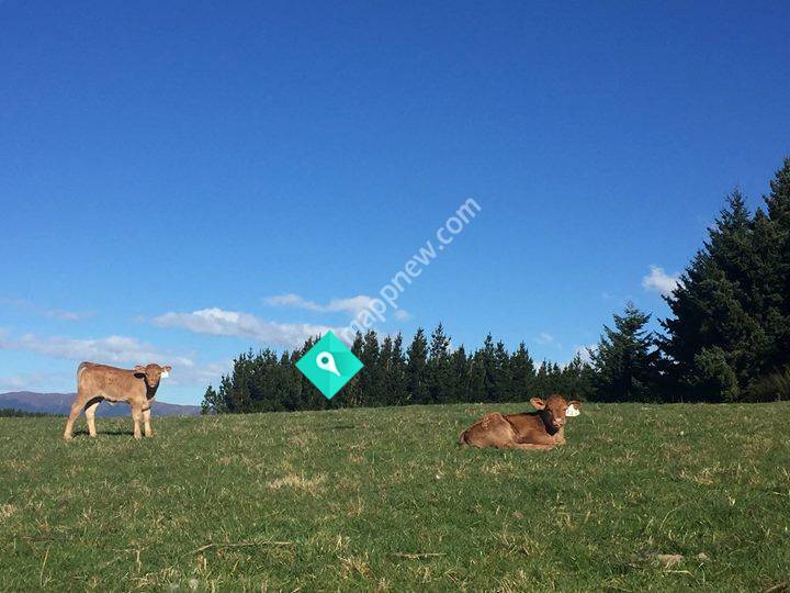 Te Kākano Gelbvieh
