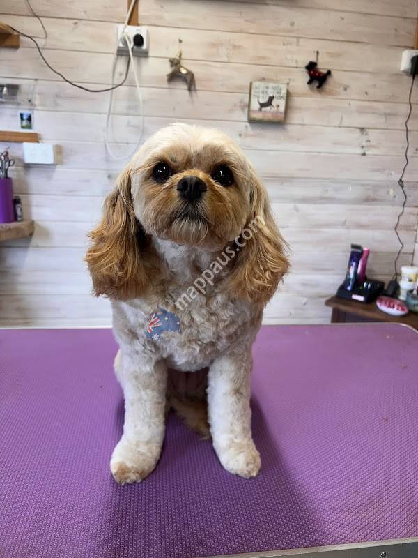 The Dog Shack Grooming Boutique Whangaparaoa