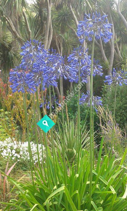The Garden at French Farm