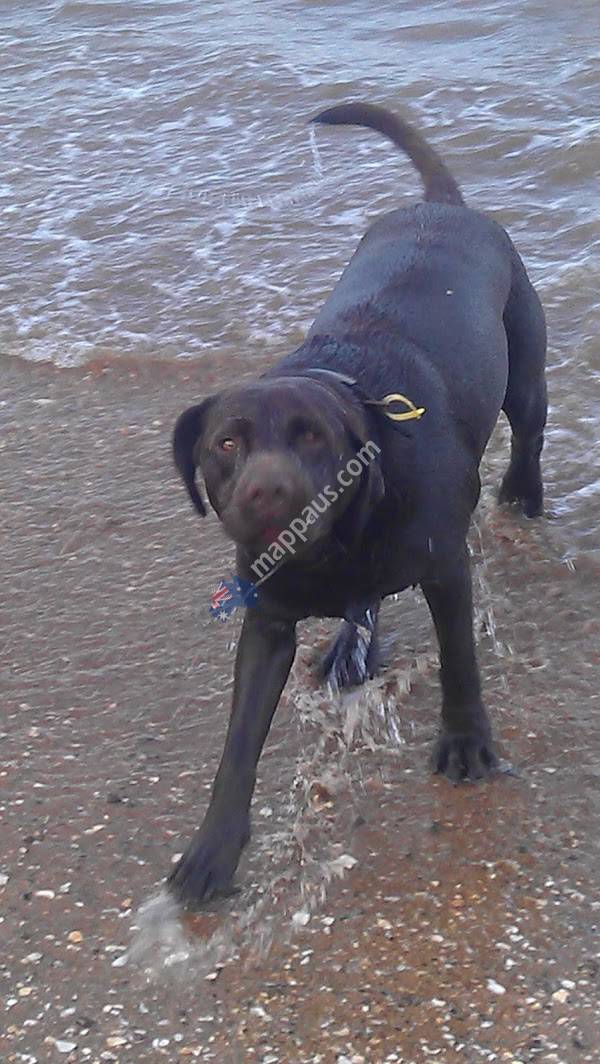 The Village Vet Paihia - Russell - Opua