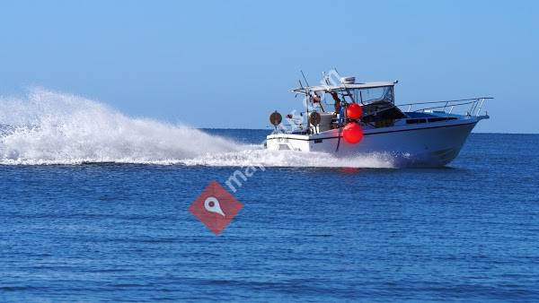 TomKat Line Fish