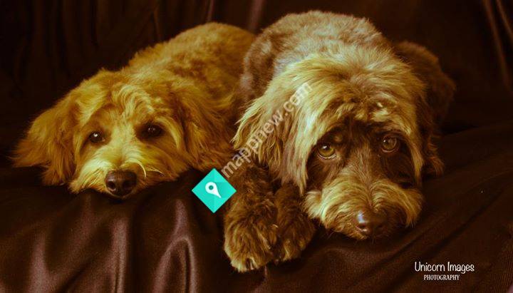 Top Knot Dog Grooming