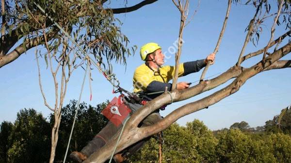 Treescape Australasia PTY Ltd