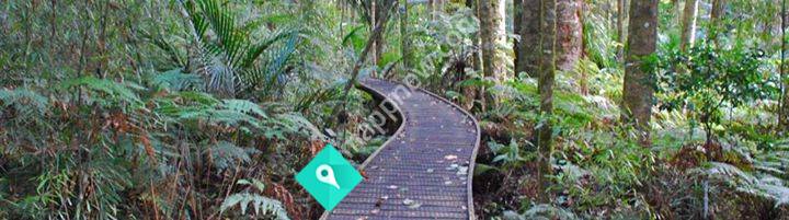 Trounson Kauri Park