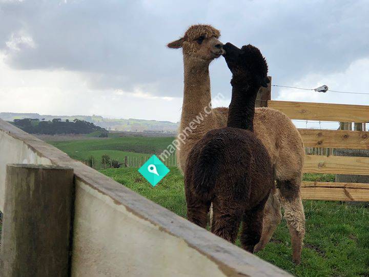 True North Farm Alpacas & Wiltshire Sheep