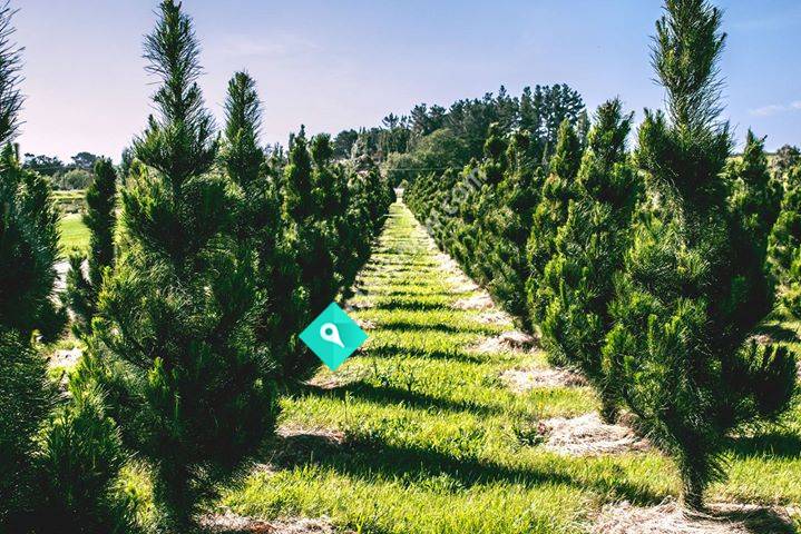 Turflands Christmas Trees