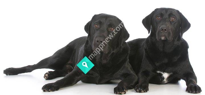 Twoblacklabs