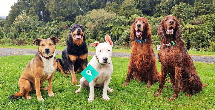 Unleashed Dog Walking