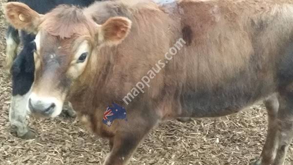 Victorian Livestock Exchange