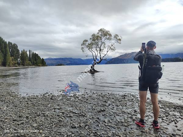Wanaka Sequoia
