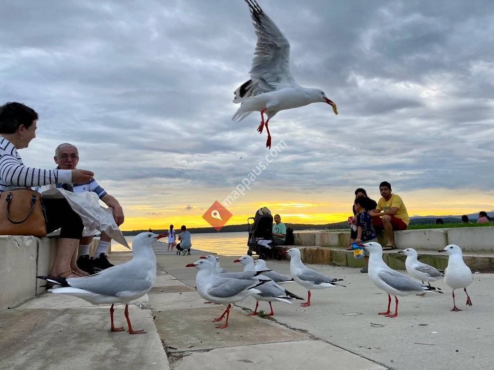 Warners Bay Foreshore