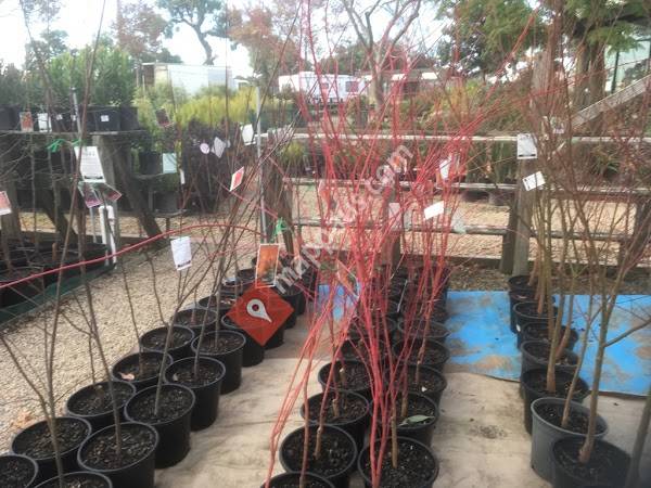Wholesale Plants Direct